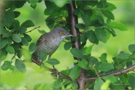 <p>PĚNICE VLAŠSKÁ (Sylvia nisoria) /Berred warbler - Sperbergerasmücke/</p>